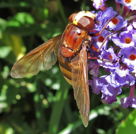 Volucella3