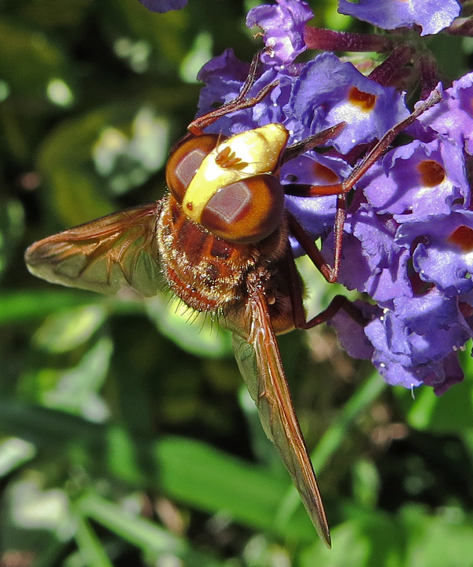 Volucella4