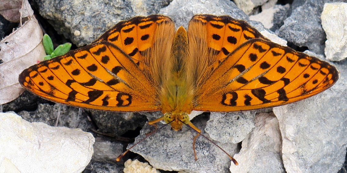 Argynnis