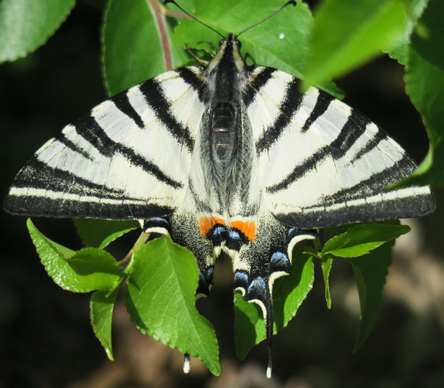 Iphiclides2