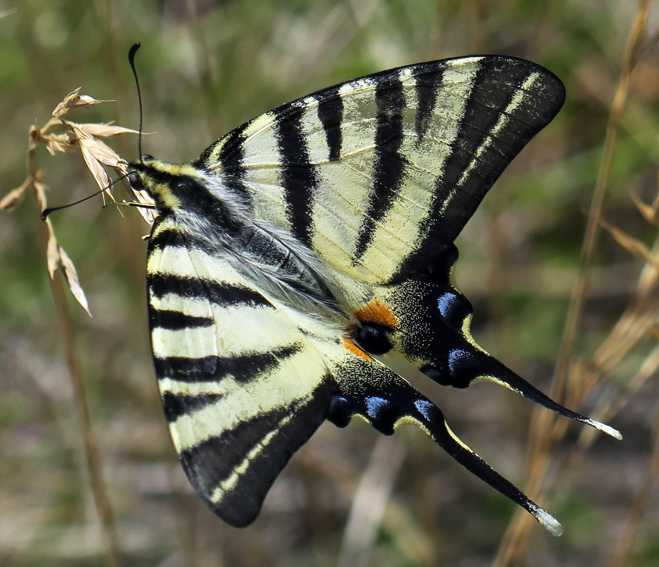 Iphiclides3a