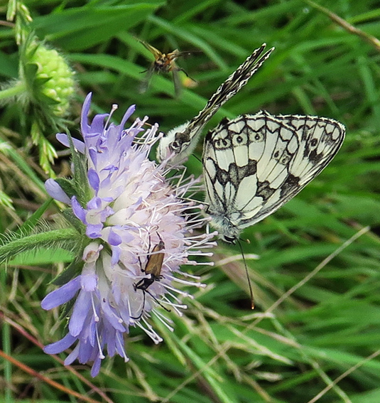 Melanargia9