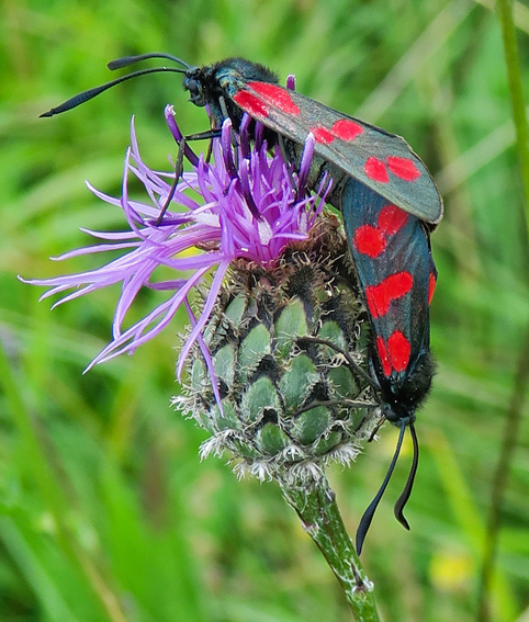 Zygaena11b