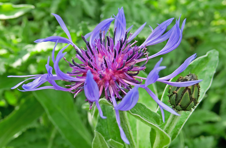 Centaurea6