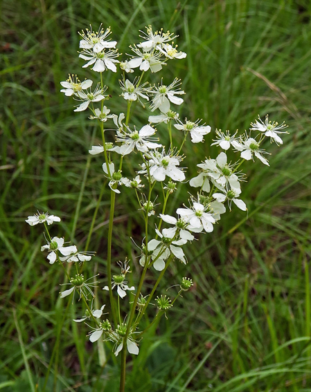 Filipendula2a