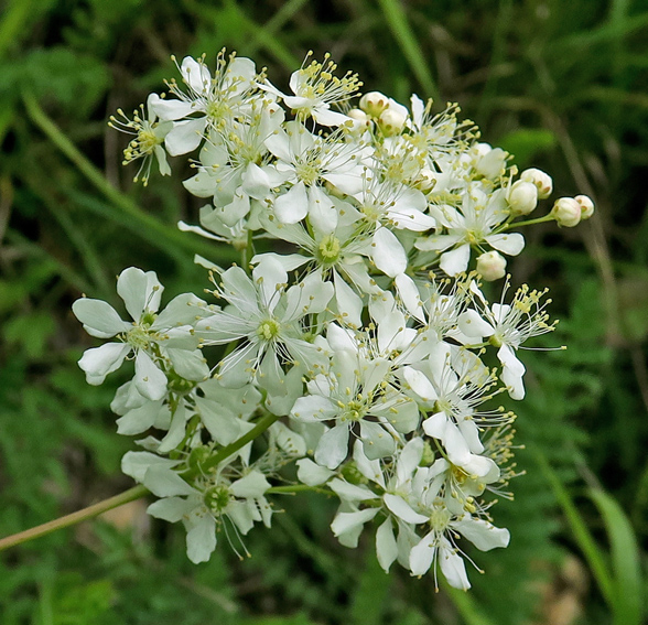 Filipendula4