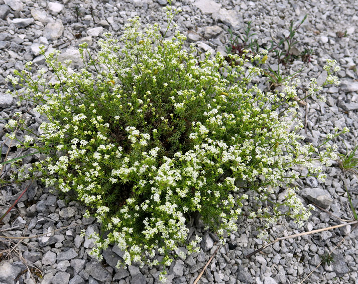 Galium1