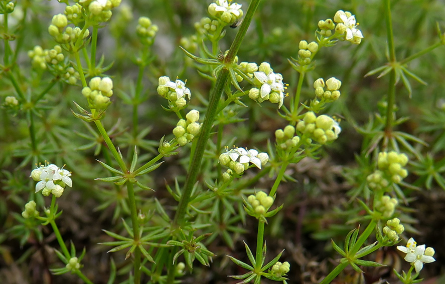 Galium3