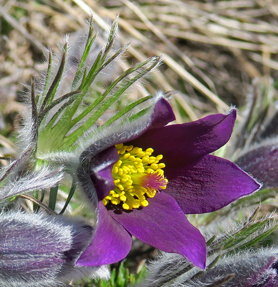 Pulsatilla3b