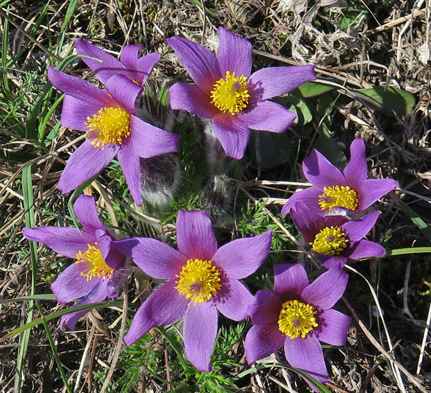 Pulsatilla3