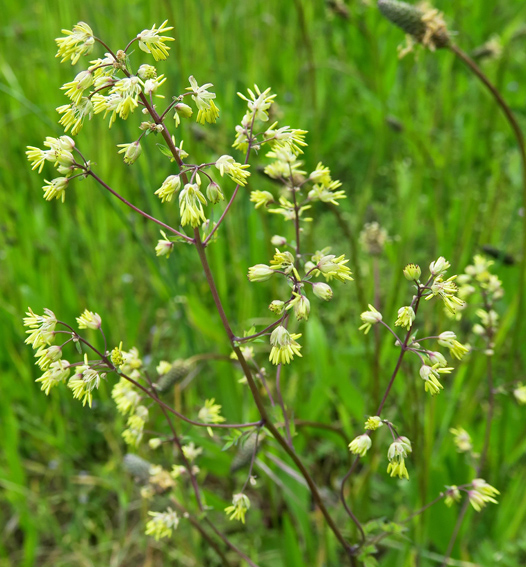 Thalictrum3