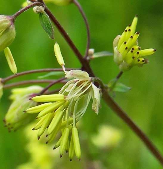 Thalictrum5