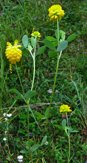 Trifolium7