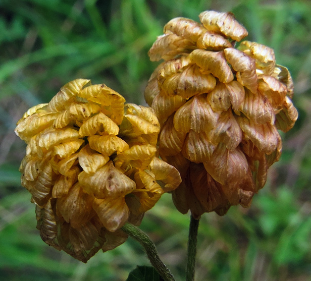 Trifolium13