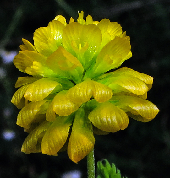 Trifolium10