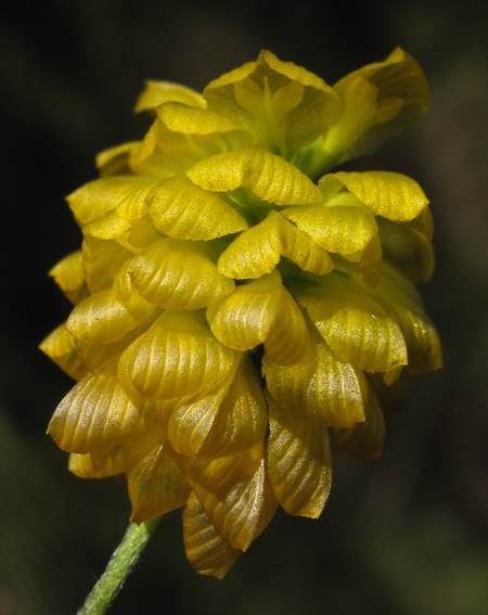 Trifolium12