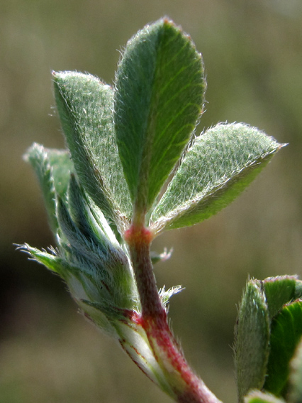 Trifolium2