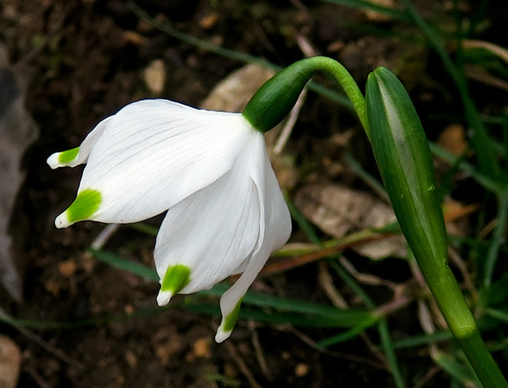 Leucojum3