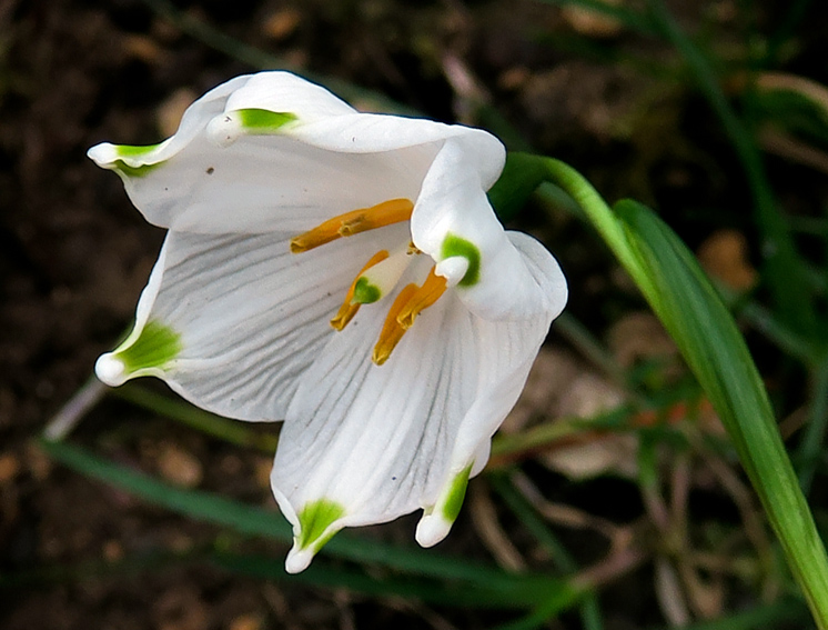 Leucojum4b