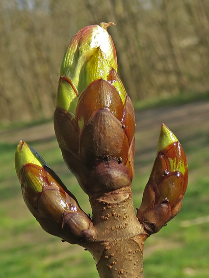 Aesculus0