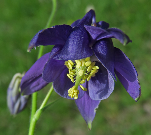 Aquilegia4