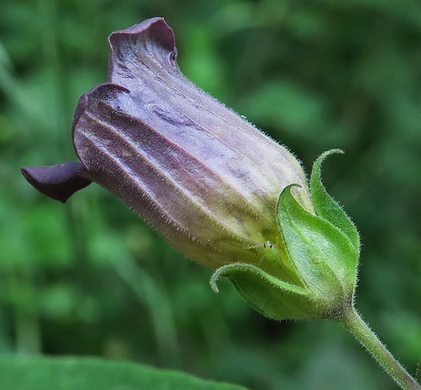 Atropa8a