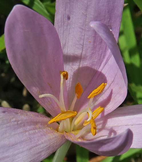 colchicum2