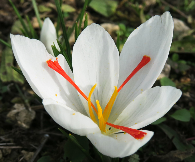 sativus10