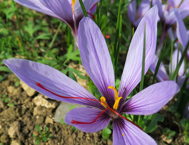 sativus3