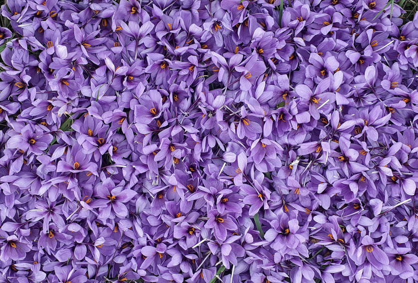 sativus8