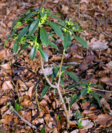 Laureola1