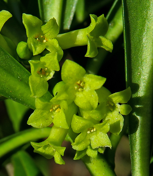 Laureola2a