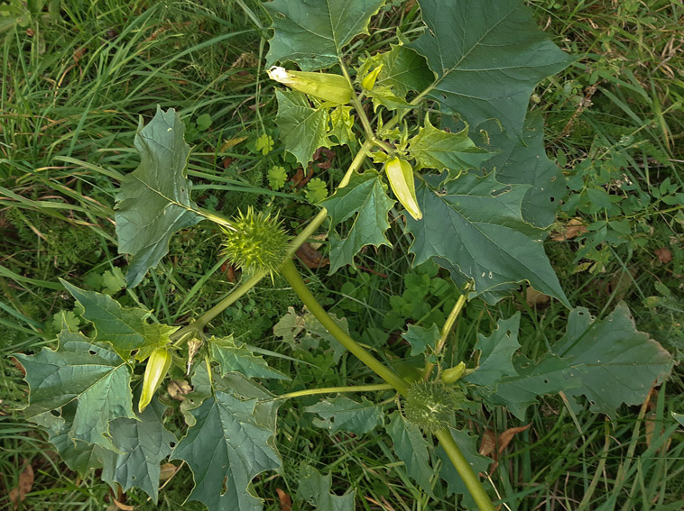 Datura1
