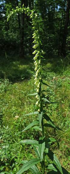 Digitalis4