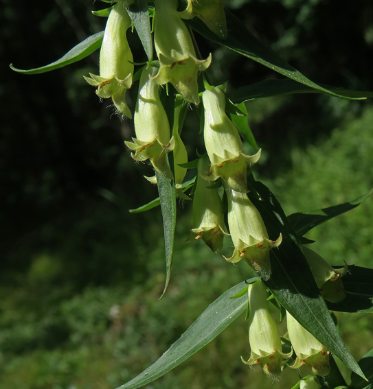 Digitalis7a