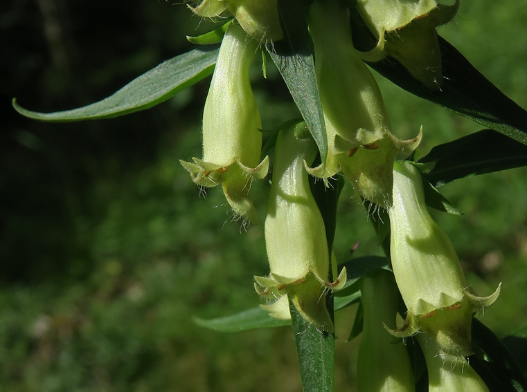 Digitalis7c