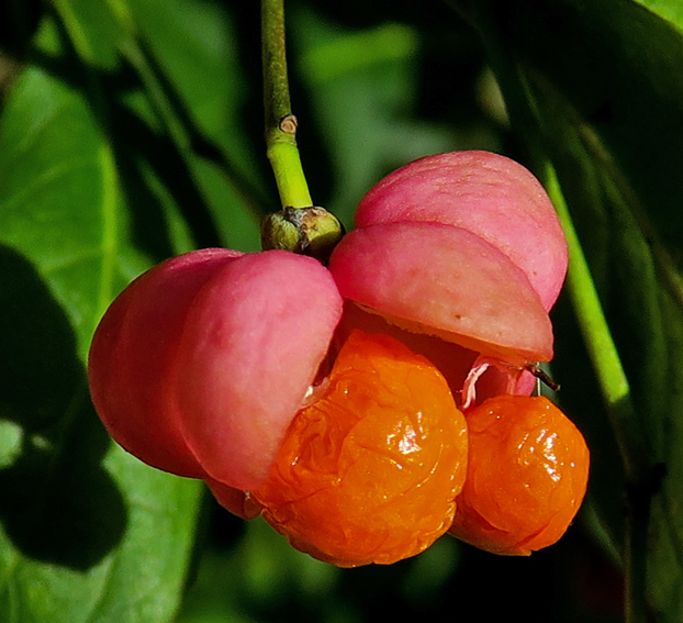 Euonymus3