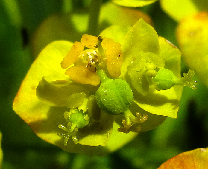 Euphorbia6a1