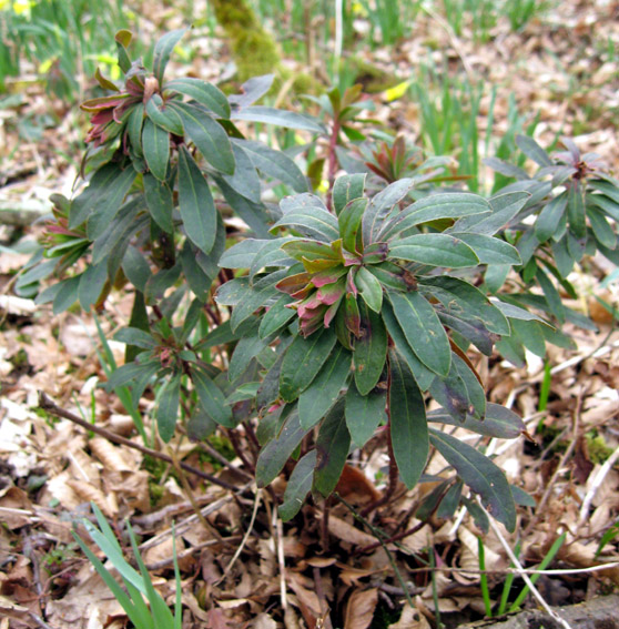 Euphorbia1