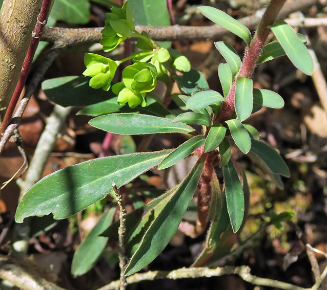 Euphorbia1b