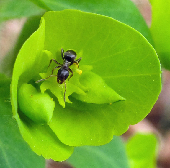 Euphorbia2b