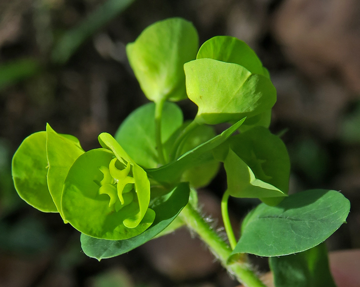 Euphorbia1c