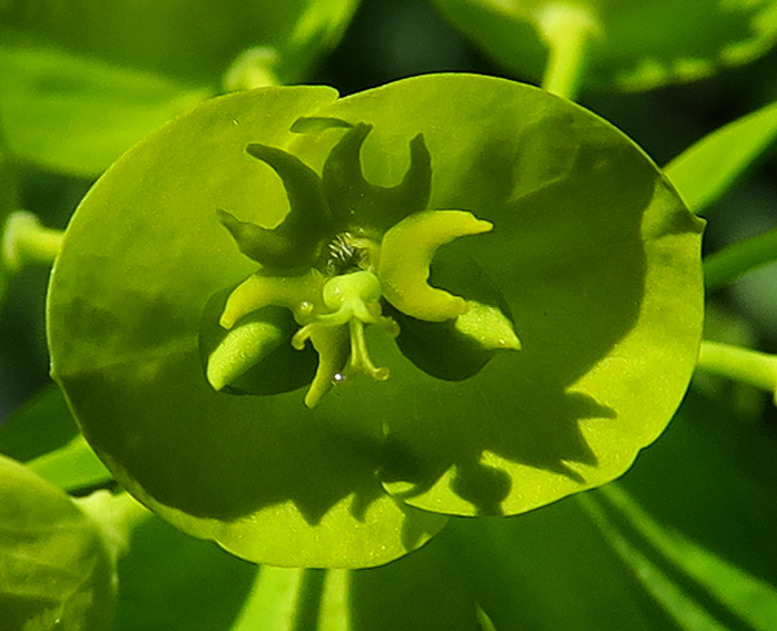 Euphorbia3a4