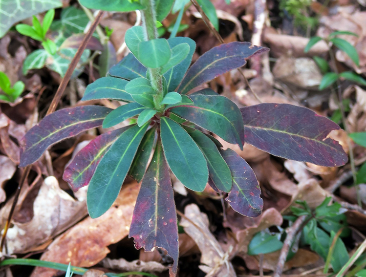 Euphorbia1b