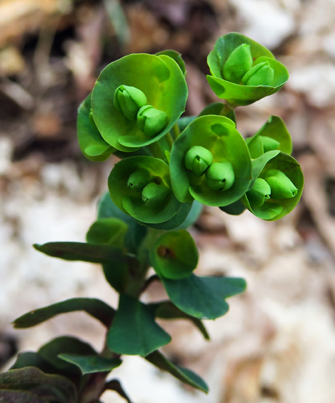 Euphorbia1c