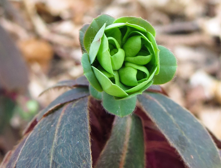 Euphorbia1a