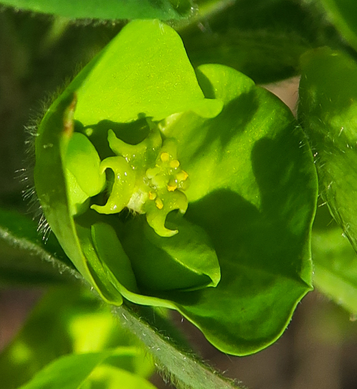 Euphorbia3a2