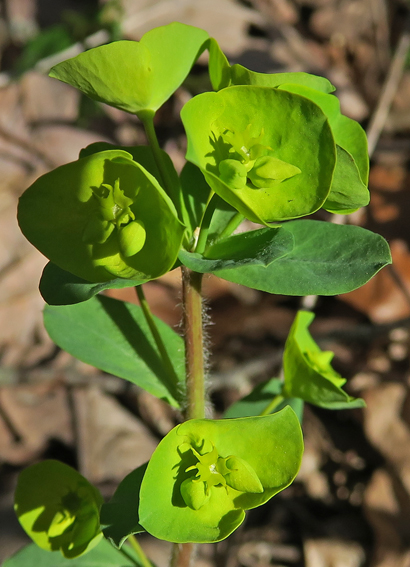 Euphorbia2a