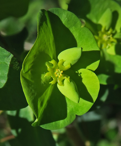 Euphorbia3a3