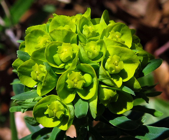 Euphorbia5a